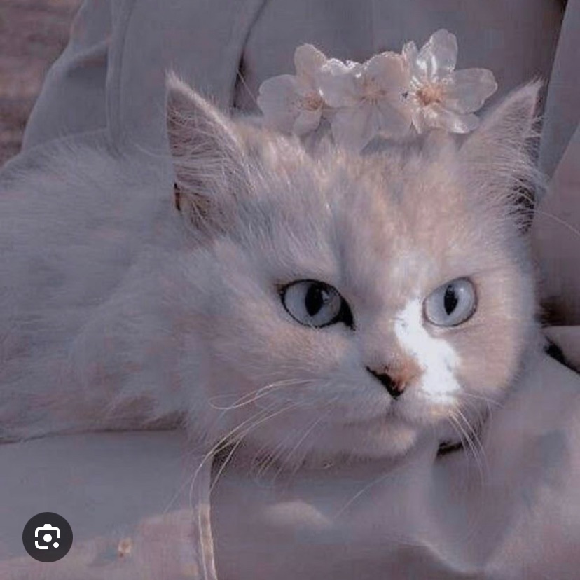 Иконка канала 🐱⭐️_лунная кошка Лина_💫🌙