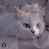 Иконка канала 🐱⭐️_лунная кошка Лина_💫🌙