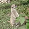 Иконка канала Бурундуки и выживания