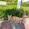 Иконка канала Greeny989