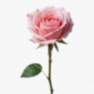 Иконка канала 🌷Rozetta_rbx🌷