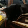 Иконка канала Припять