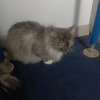 Иконка канала cat murzik