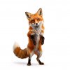 Иконка канала Kit FOX