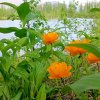 Иконка канала Жарки