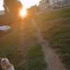 Иконка канала Family Dog Cat