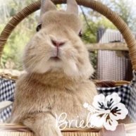 Иконка канала ᯏ 𝑯𝒆𝒚 , 𝑩𝒓𝒊𝒆𝒍𝒂.🐇