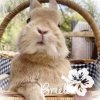 Иконка канала ᯏ 𝑯𝒆𝒚 , 𝑩𝒓𝒊𝒆𝒍𝒂.🐇