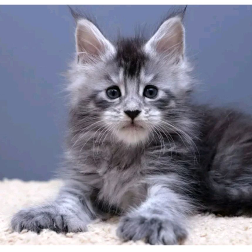 Иконка канала Котя_ав 🐱🖤