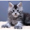 Иконка канала Котя_ав 🐱🖤