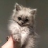 Иконка канала ☆Фуми☆