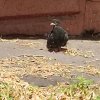 Иконка канала Бебра_31