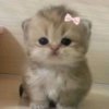 Иконка канала 🐾 Лапки Царапки💗