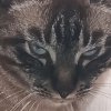 Иконка канала Жизнь Моего Кота Кокоса