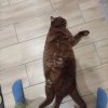 Иконка канала Котофей, Барсик и SBA