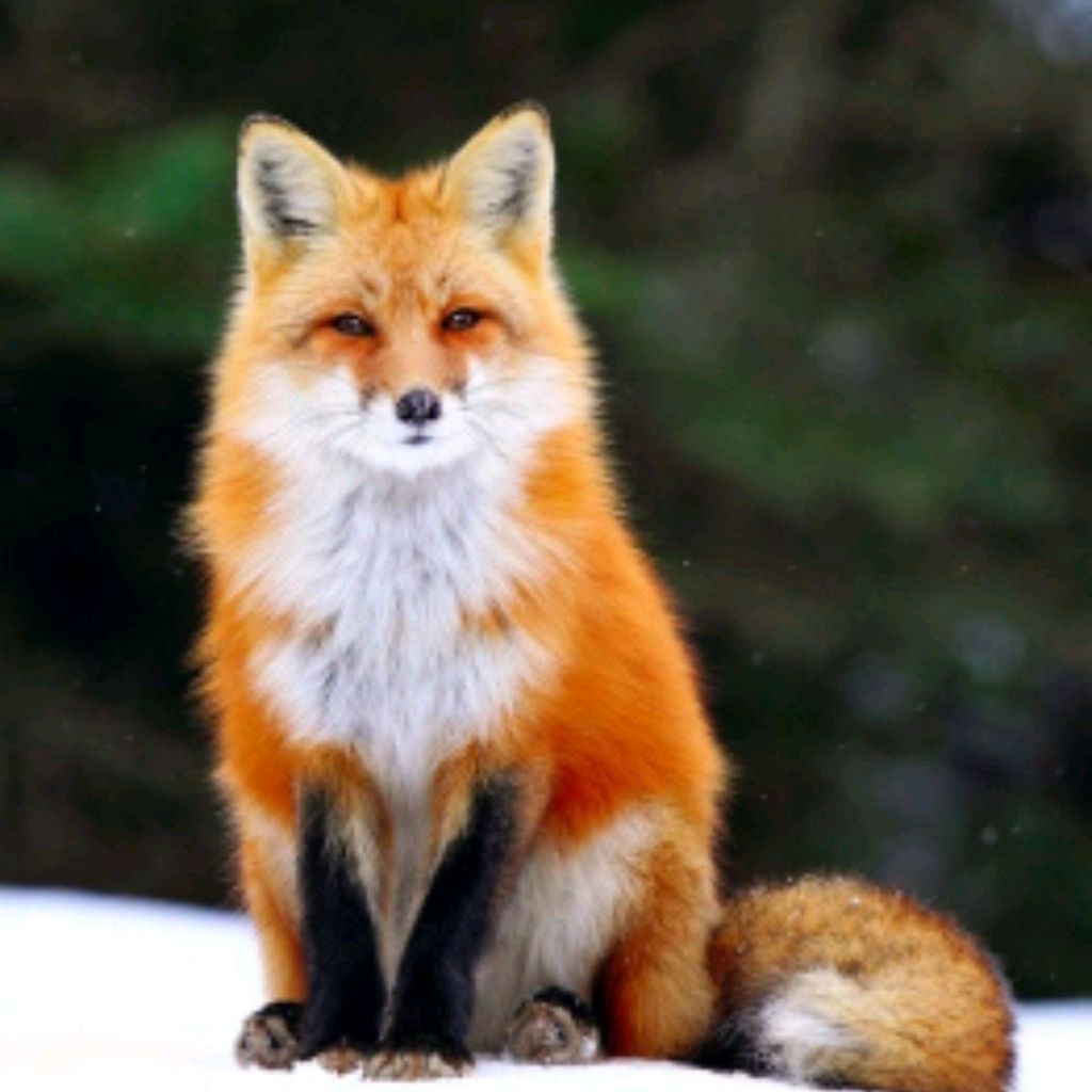 Иконка канала 𝓛𝓲𝓼𝓲𝓬𝓱𝓴𝓪 🦊🍉