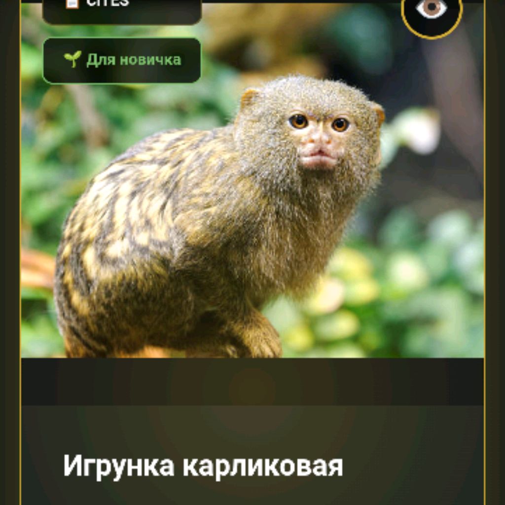 Иконка канала ARSE#NU