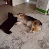 Иконка канала MAX