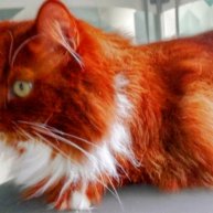 Иконка канала Марсик Кот