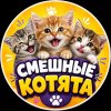Иконка канала Смешные котята