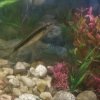 Иконка канала Википедия Про Рыб🐟🐠