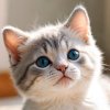 Иконка канала GrinchaTV