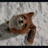 Иконка канала Человый Котик