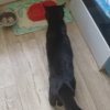 Иконка канала #Блэки ПВЗ🫪