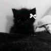 Иконка канала Котик