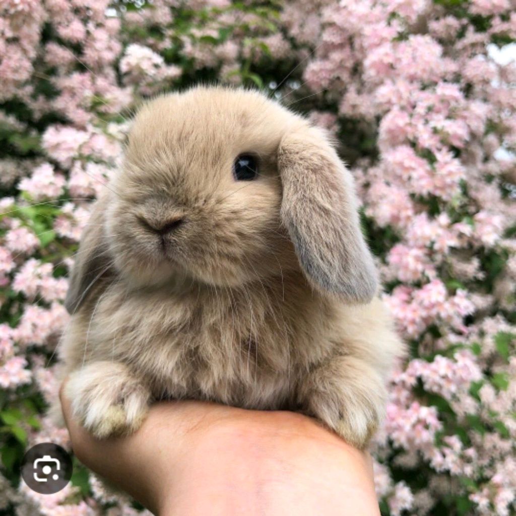 Иконка канала ⋆. 𐙚 ˚🌺_𝓭𝓪𝓼𝓱𝓪_𝓪𝔀_🌺⋆. 𐙚 ˚