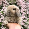 Иконка канала ⋆. 𐙚 ˚🌺_𝓭𝓪𝓼𝓱𝓪_𝓪𝔀_🌺⋆. 𐙚 ˚