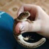 Иконка канала REPTILEUM
