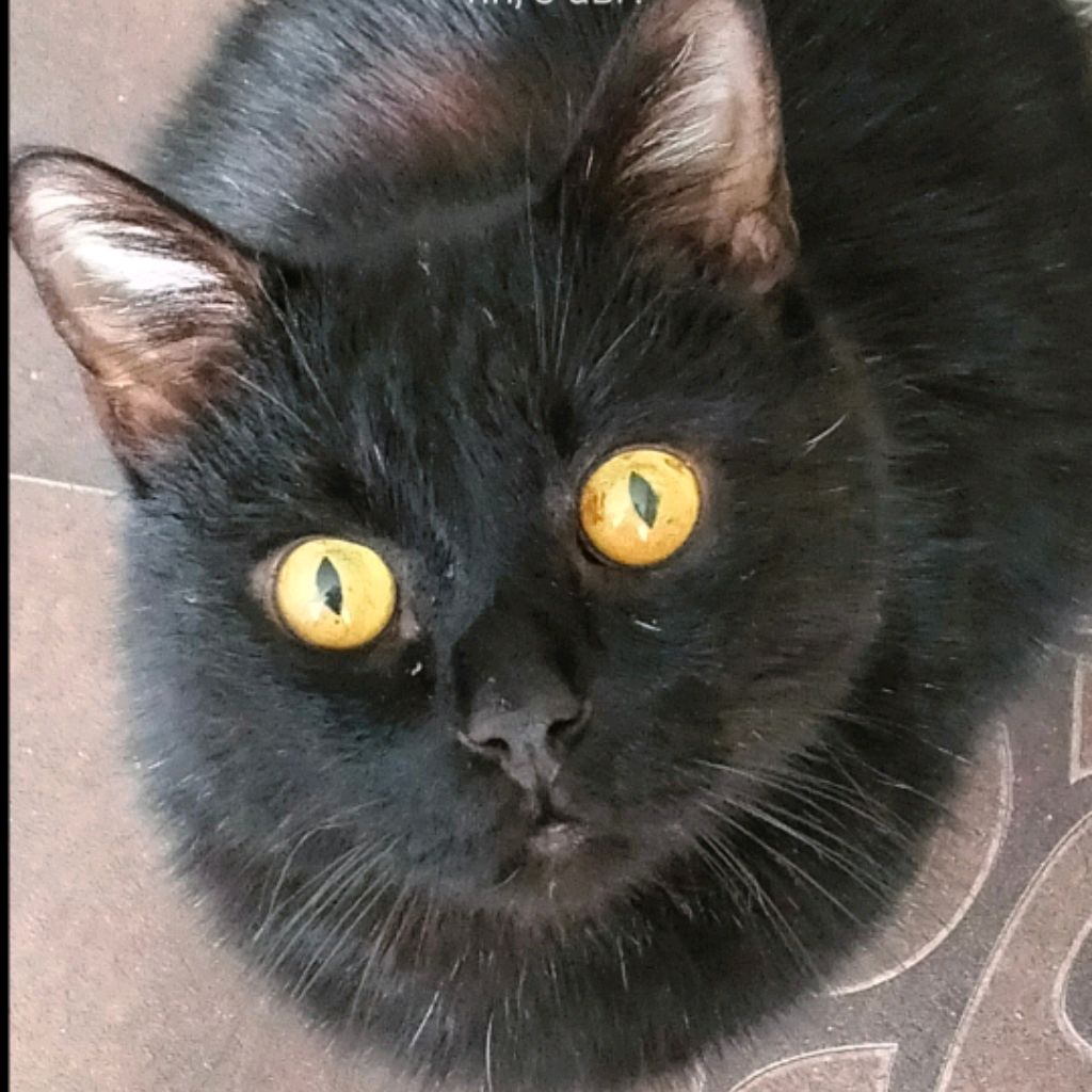 Иконка канала Сёма кот 🐱🐱🐱
