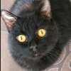 Иконка канала Сёма кот 🐱🐱🐱