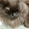 Иконка канала Русский Кот Топ