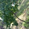 Иконка канала листочек_3210
