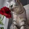 Иконка канала Кошечка Мурочка