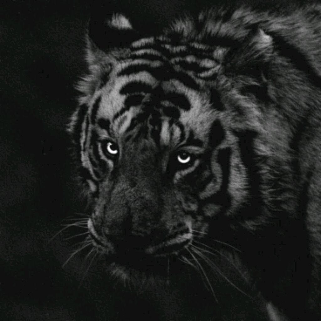 Иконка канала Black_Tiger