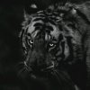 Иконка канала Black_Tiger