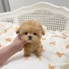 Иконка канала Бамбуль (づ｡◕‿‿◕｡)づ