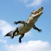 Иконка канала Крокодил🐊
