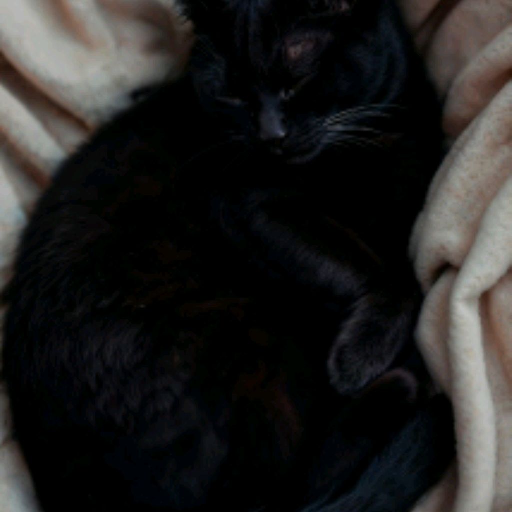Иконка канала Black Cat_:)