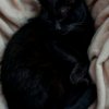 Иконка канала Black Cat_:)