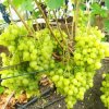 Иконка канала Под Питером сад — вкусный виноград