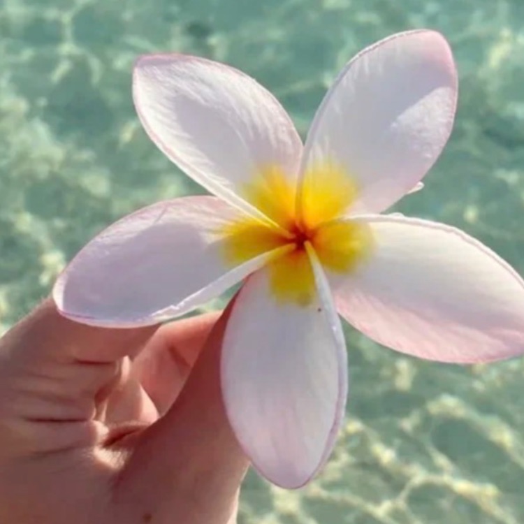 Иконка канала Piana 🌸