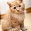 Иконка канала Растяжка