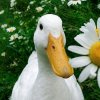 Иконка канала Гусь