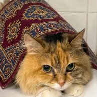 Иконка канала Миягус Кашара