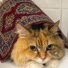 Иконка канала Миягус Кашара