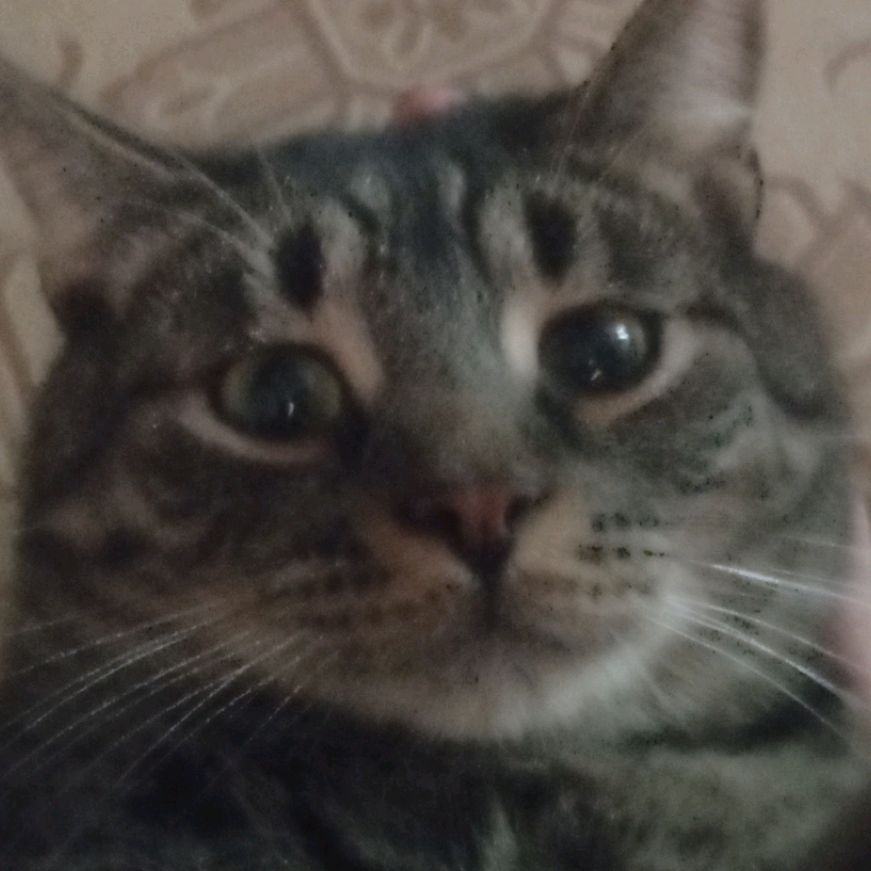 Иконка канала KittyCat